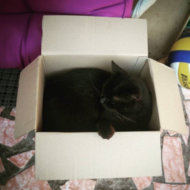 It really works. #catinthebox #homesweethome #cat