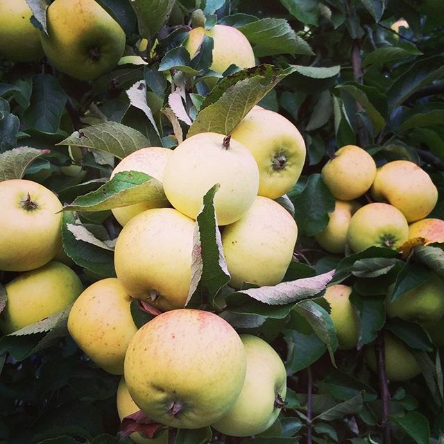 Mõned õunad #apple