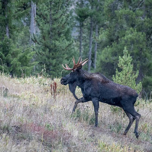 Pöder #wildlife #animal #nature #moose