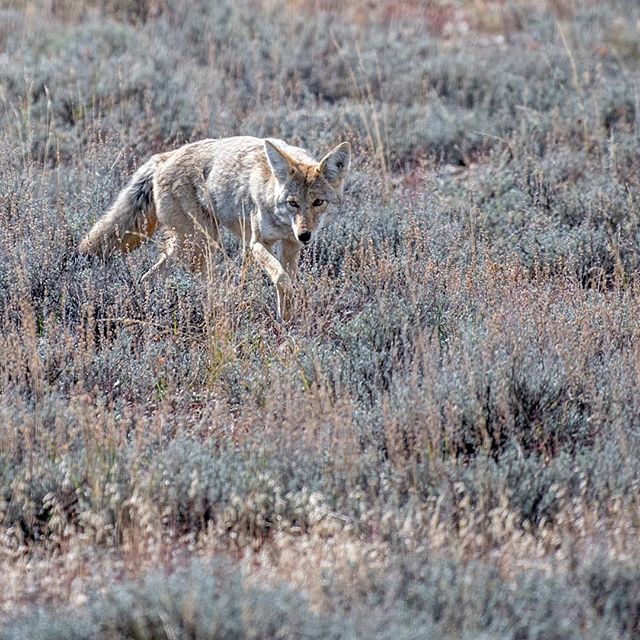 Hunt (coyote) #hunter #pray #coyote #wildlife